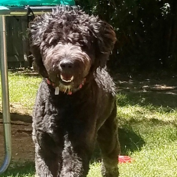 Meet your Posher, Stephanie - Picture 1 of 1